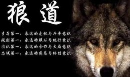 狼道网友爆料视频下载,揭秘网络热点背后的真相